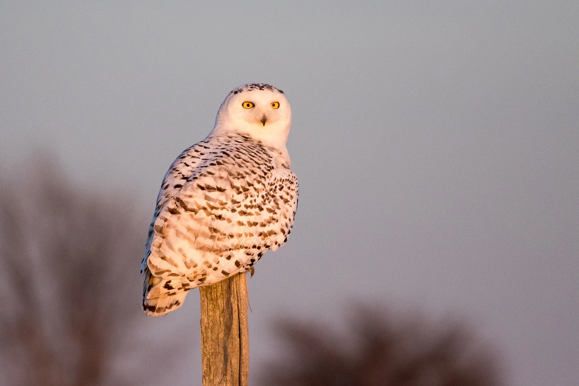 2016 0223 Snowy Owls.AES74619.jpg