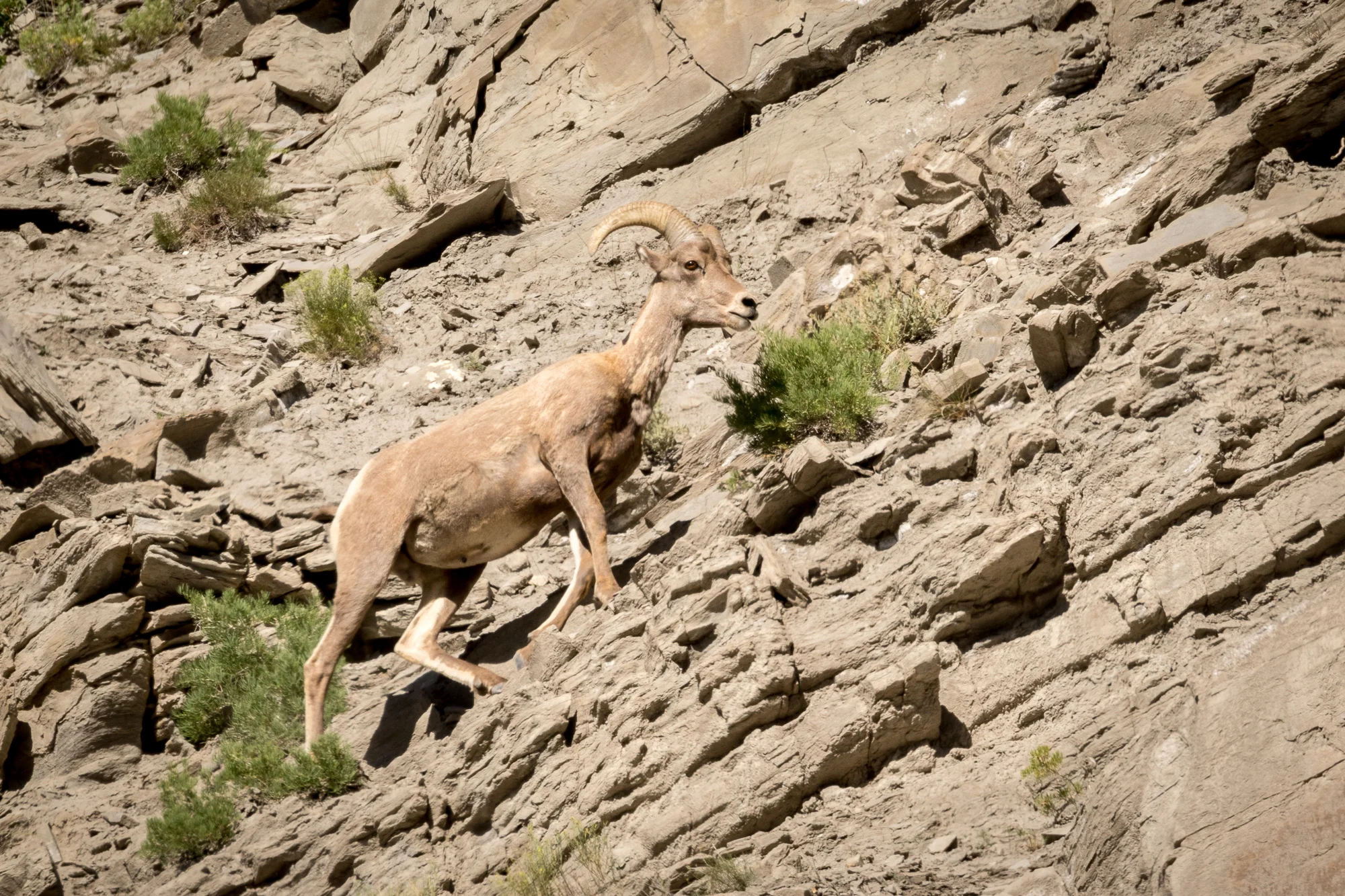 2016 0700 OR2OH.AES79463.jpg