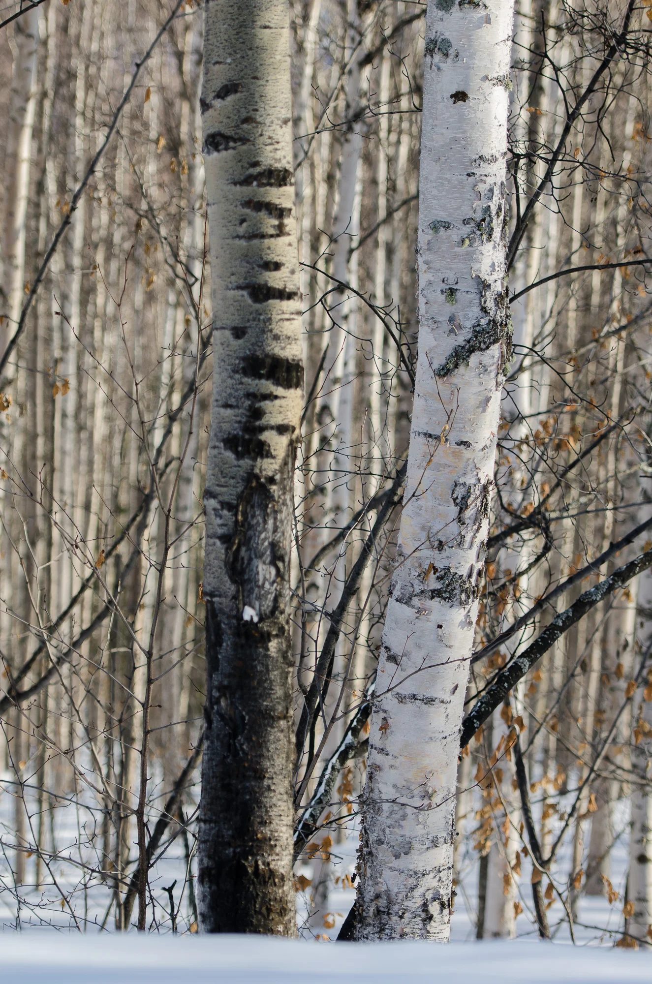 2012 0300 Alaska.DSC_0408.jpg