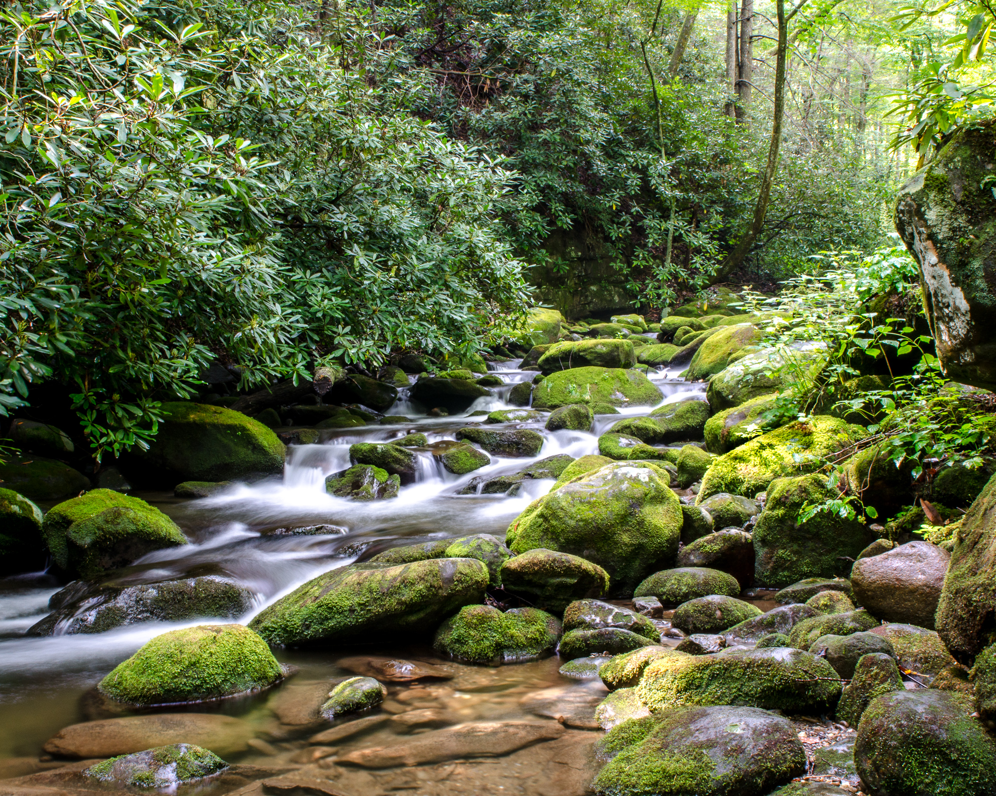 2012 0800 Gatlinburg.DSC_4185.jpg