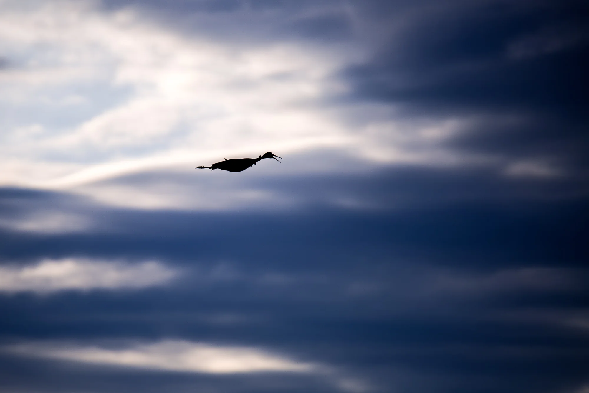 2015 1206 Sandhill Cranes.AES_9985.jpg