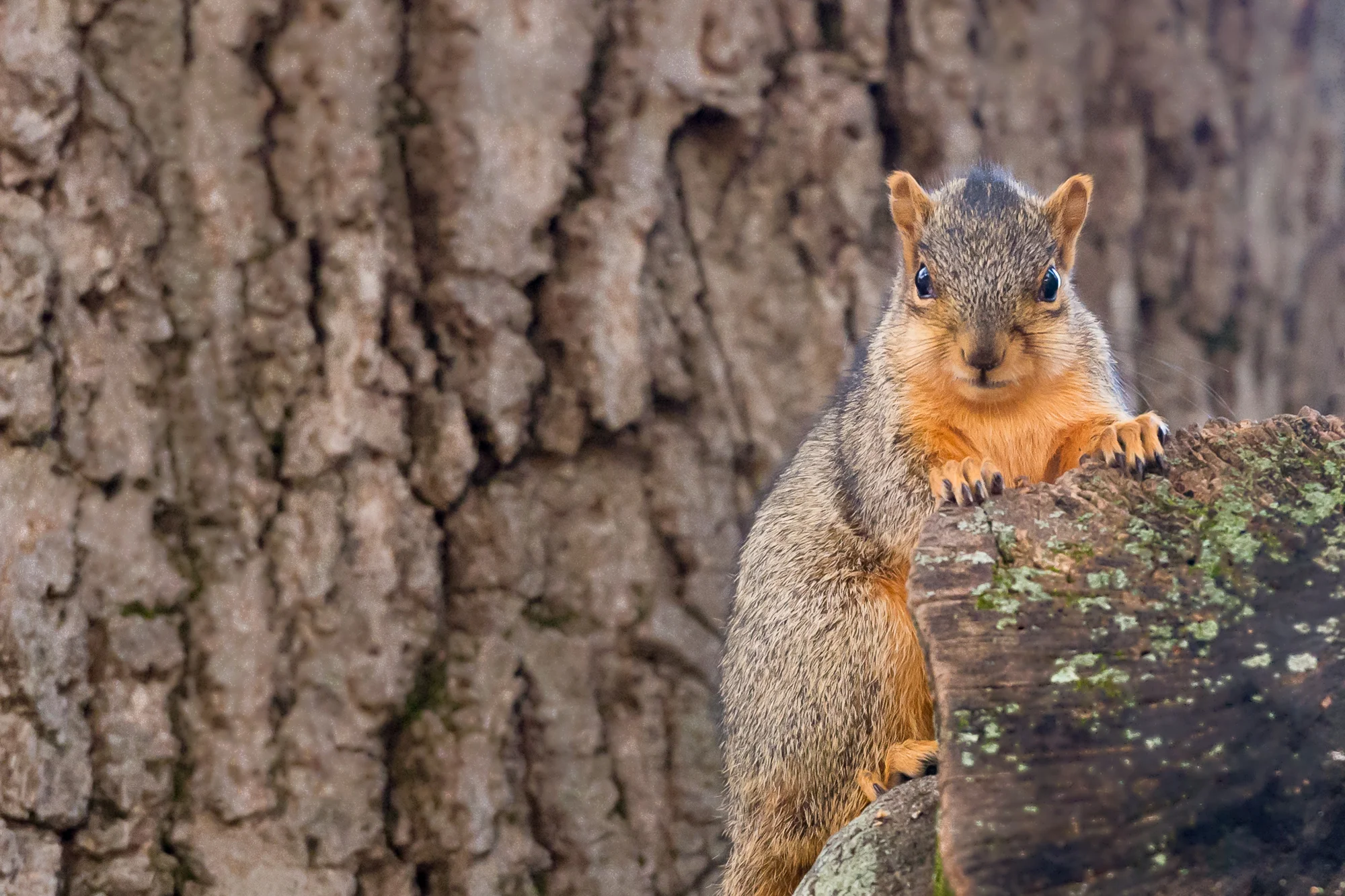 2015 1105 Michigan.20131103-AES_5226.jpg