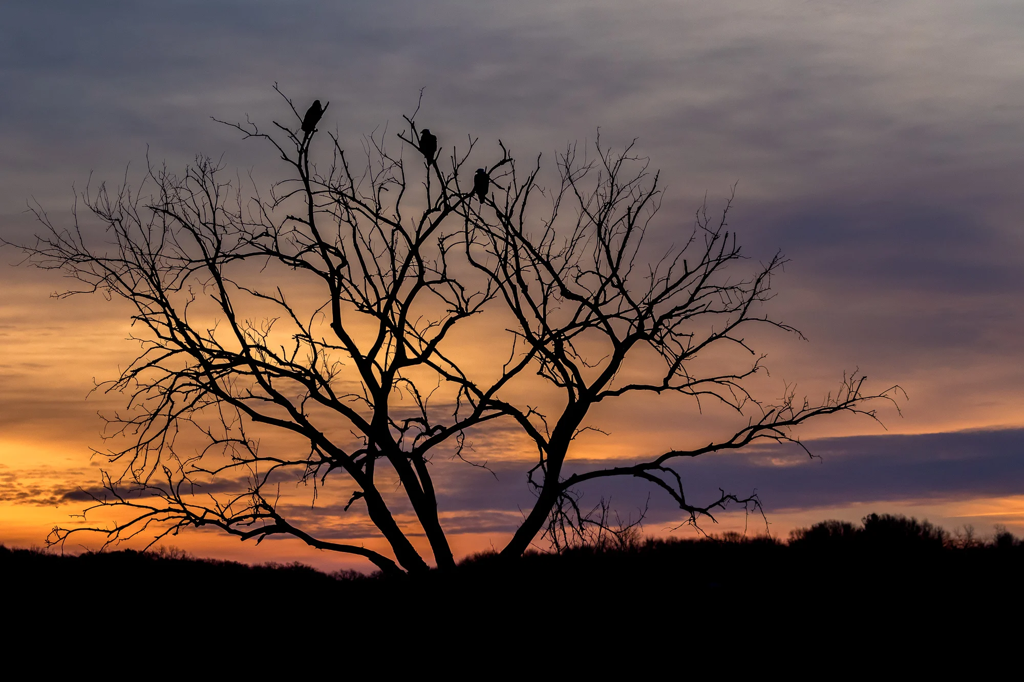 2017 0100 Eagles Iowa Upper Mississippi.AES72946.jpg