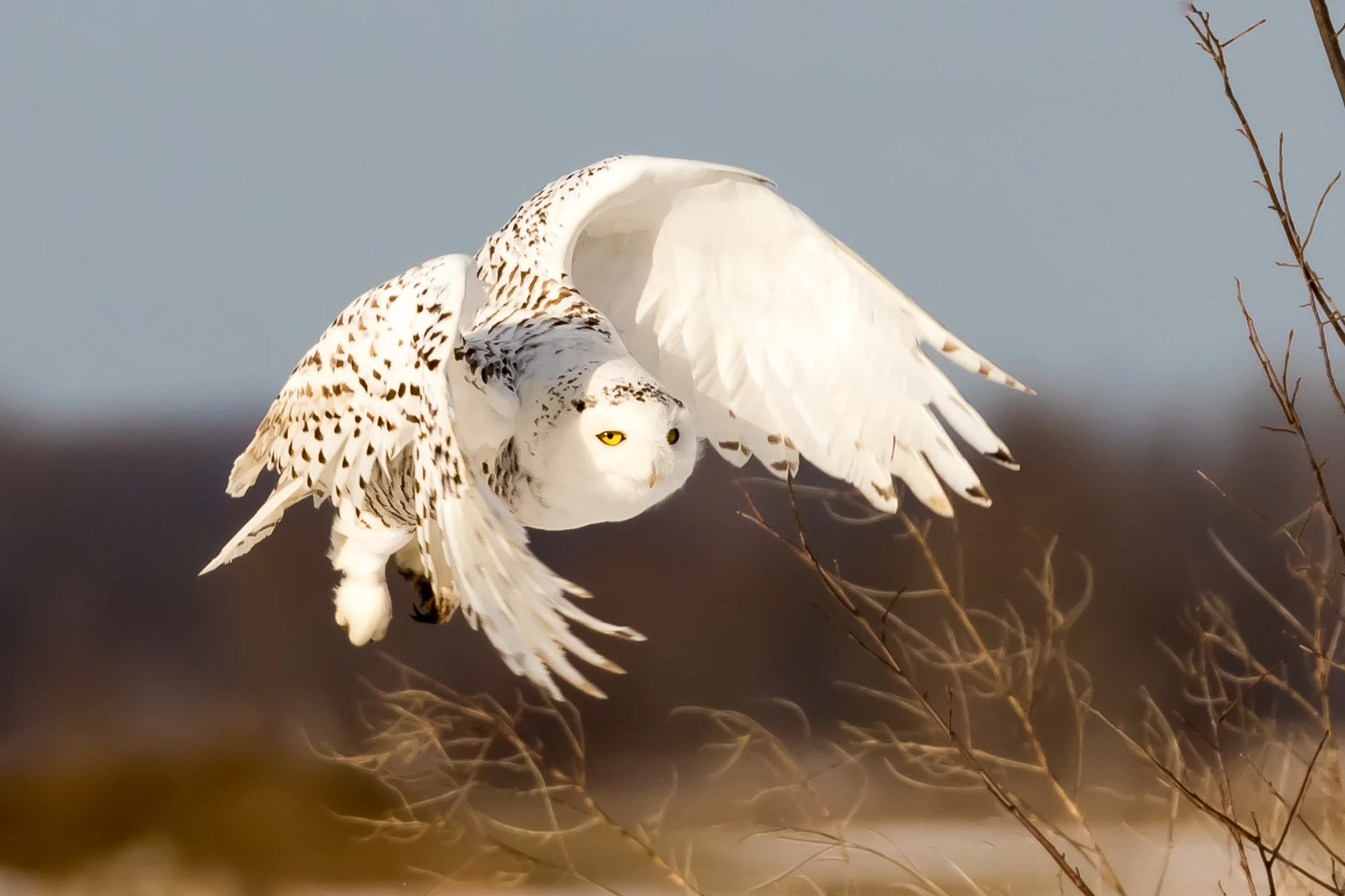 2016 0223 Snowy Owls.AES74108.jpg