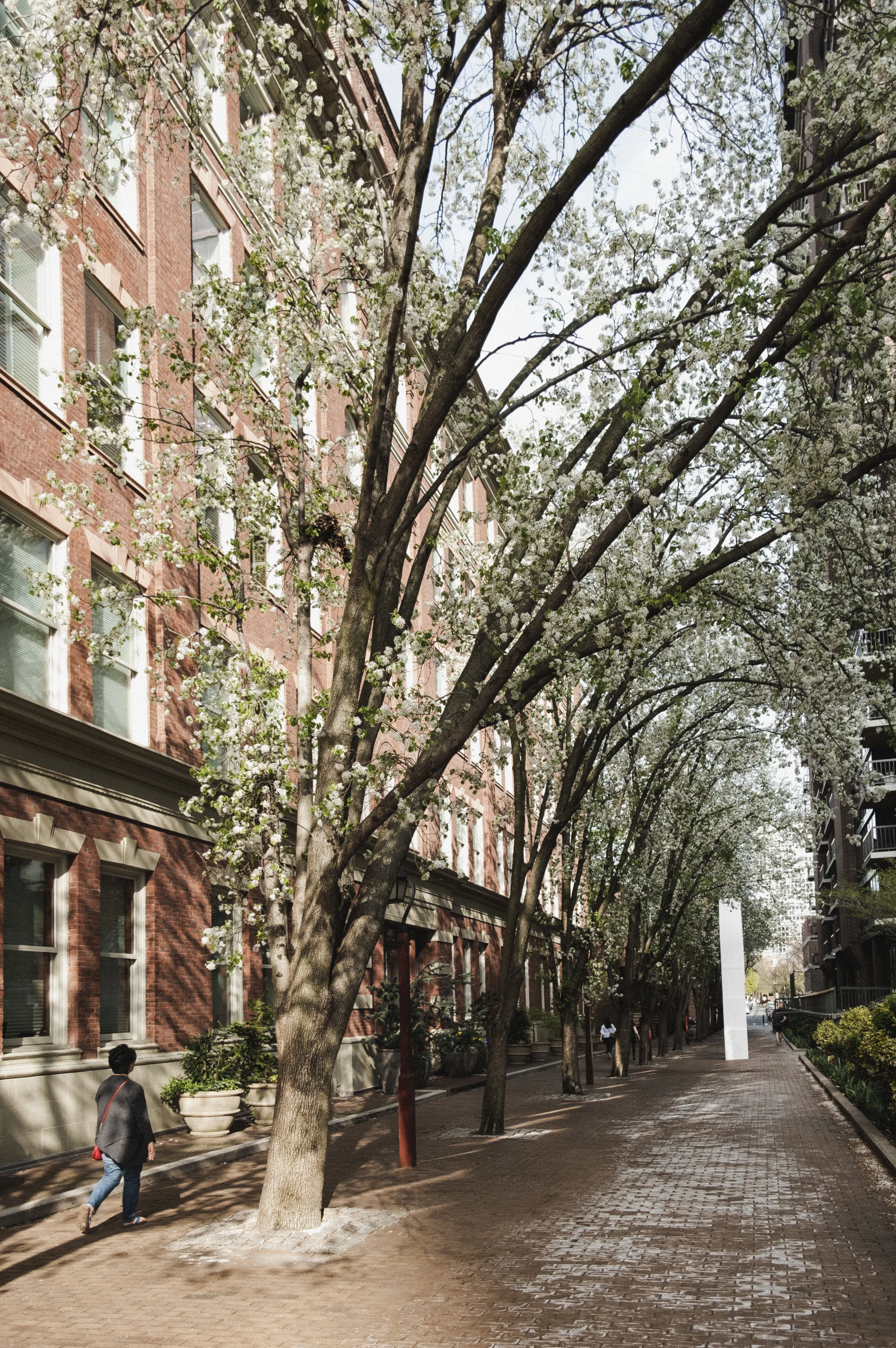 2019_TREES WALKWAY_THE PHILLY CHECKLIST-2.jpg