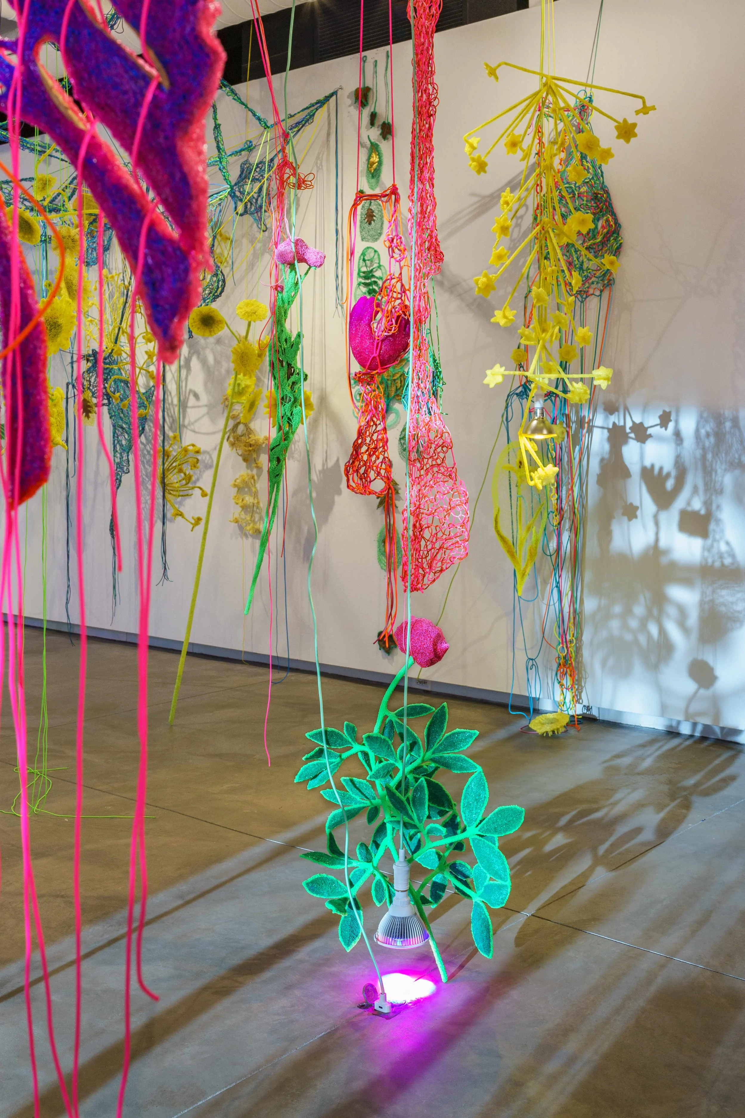  With Sunflowers in the Hothouse, 2024  Photographs, paracord, miniature clothespins, bioplastic, gold leaf, botanical specimens, book, grow lights.  Immersive installation, 750 sq. ft. Solo exhibition at Seerveld Gallery, Palos Heights, IL  My work 