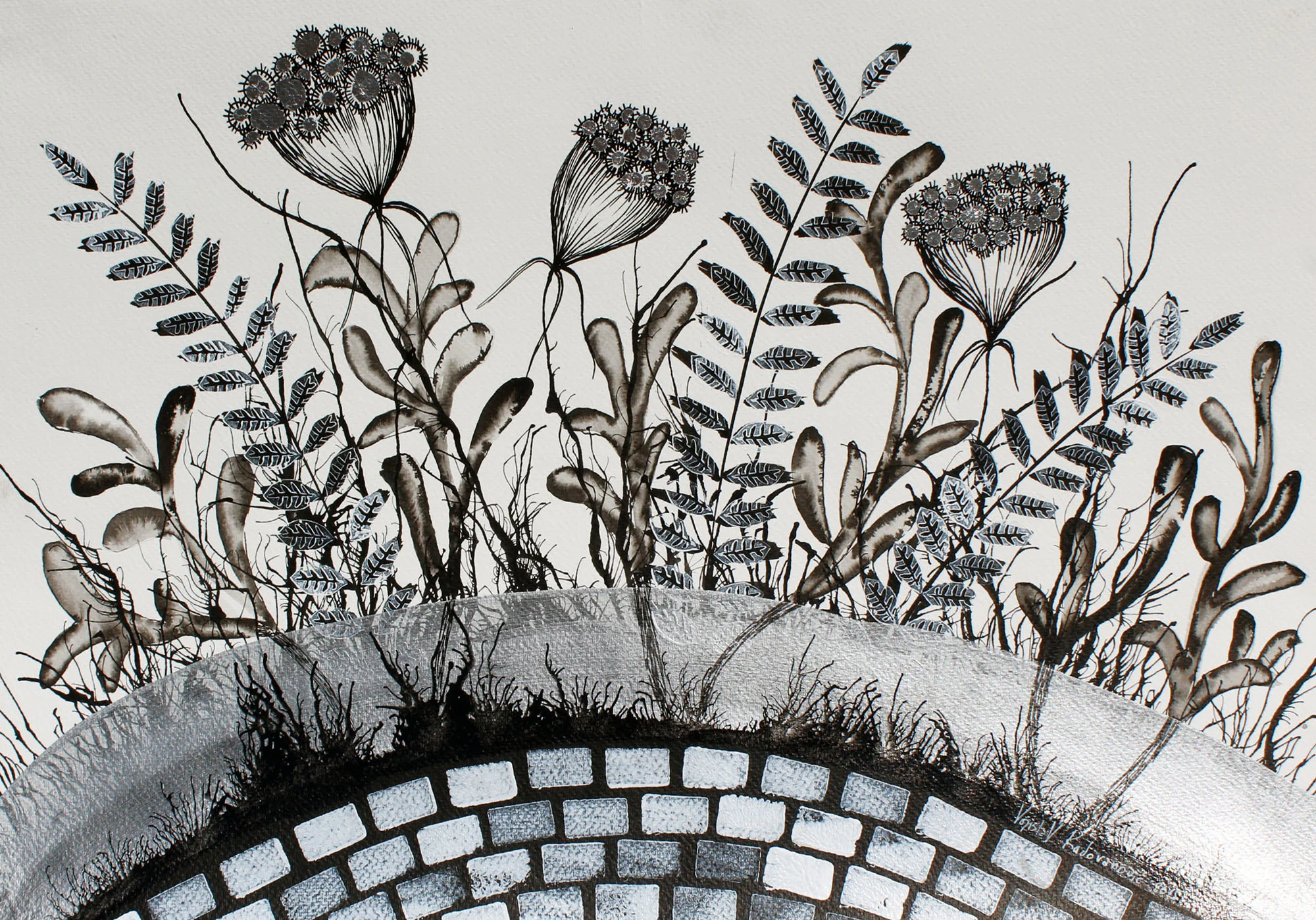 VOJISLAV RADOVANOVIC, Queen Ann's Lace