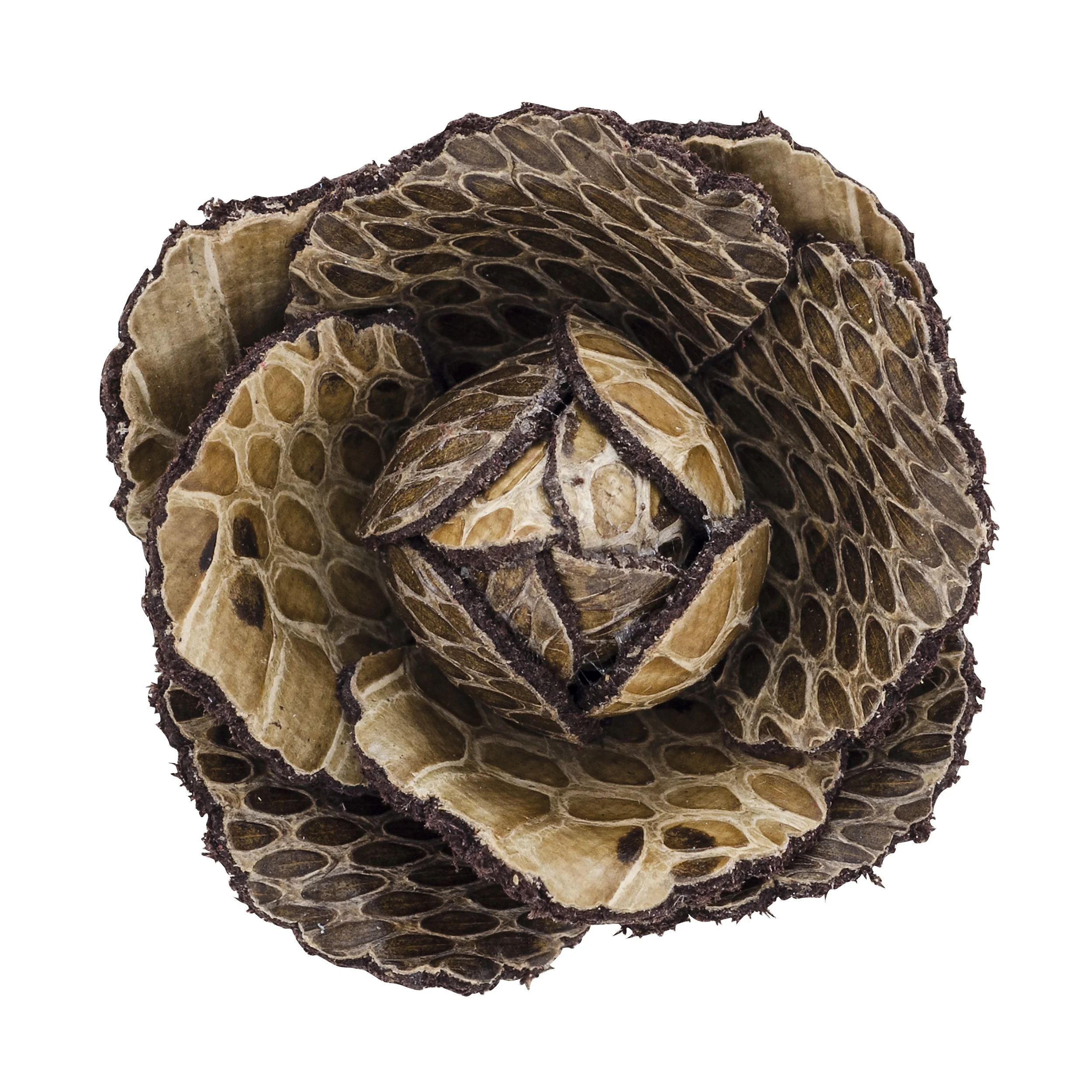 Fleur'd Pins Desert Python Fleur front.jpg