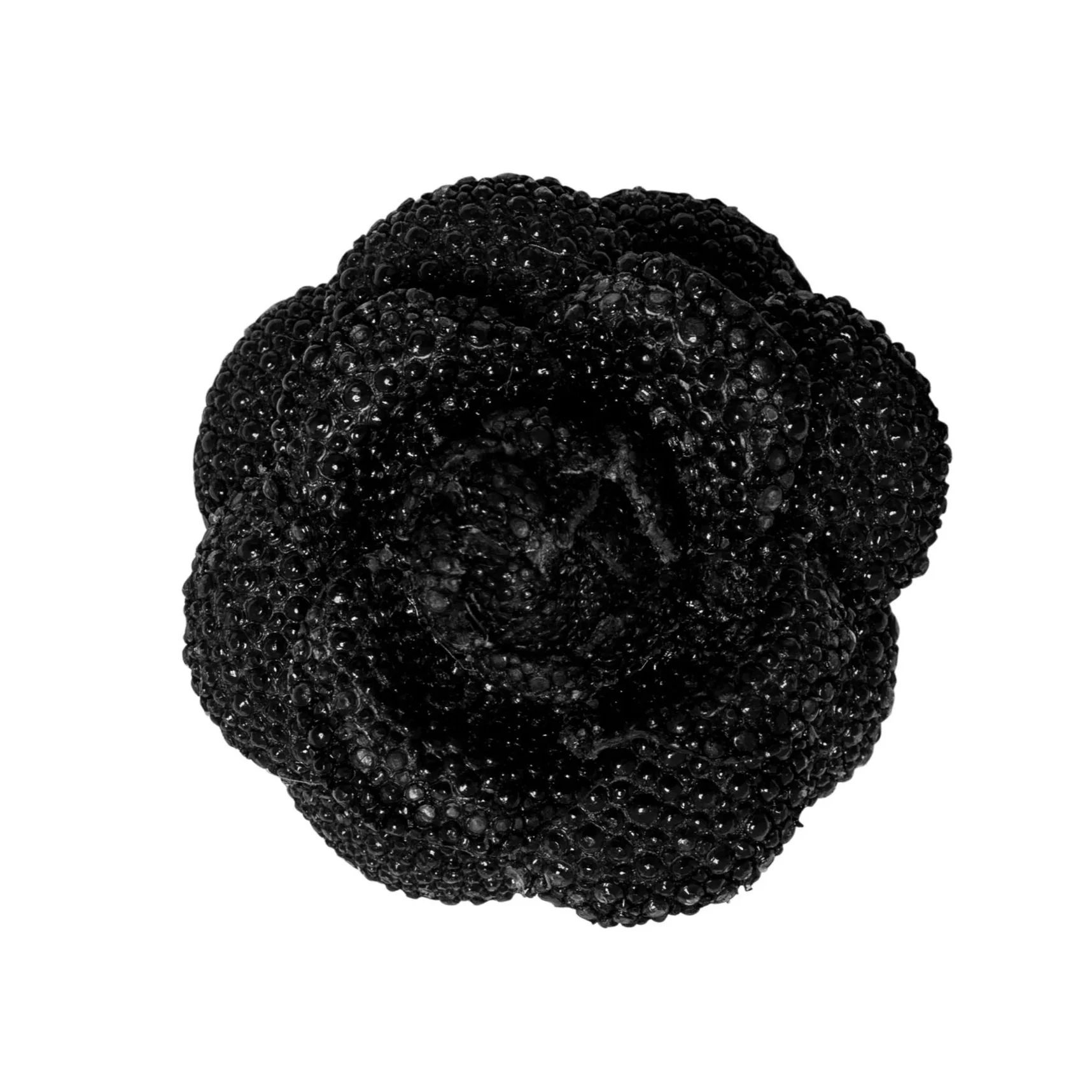 Black+Sting+Ray+Blooming+Camellia+-+Front.jpg