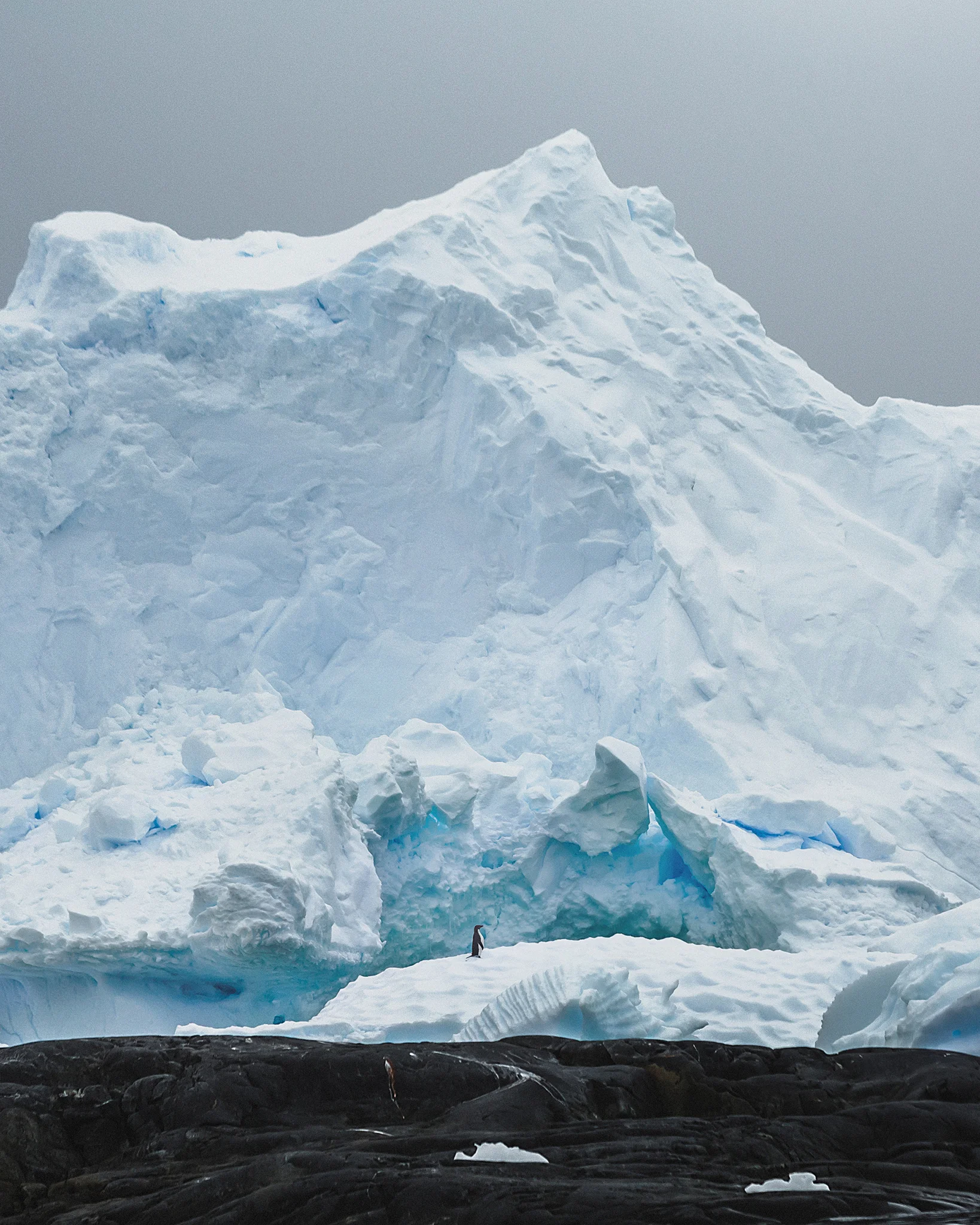 Lone Adelie Penguin, Antarctica