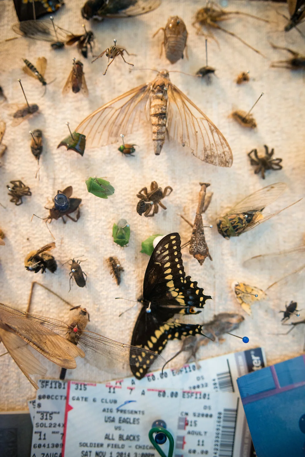And then quite possibly the oddest thing in my house. After I grabbed Tarzan from the fire, I'd swing by and grab this bulletin board. It's filled with great memories. Yes, and bugs. It's a thing I started in Polokwane. Great bugs there. And with the help of my guys, it's a thing we all do here. 
