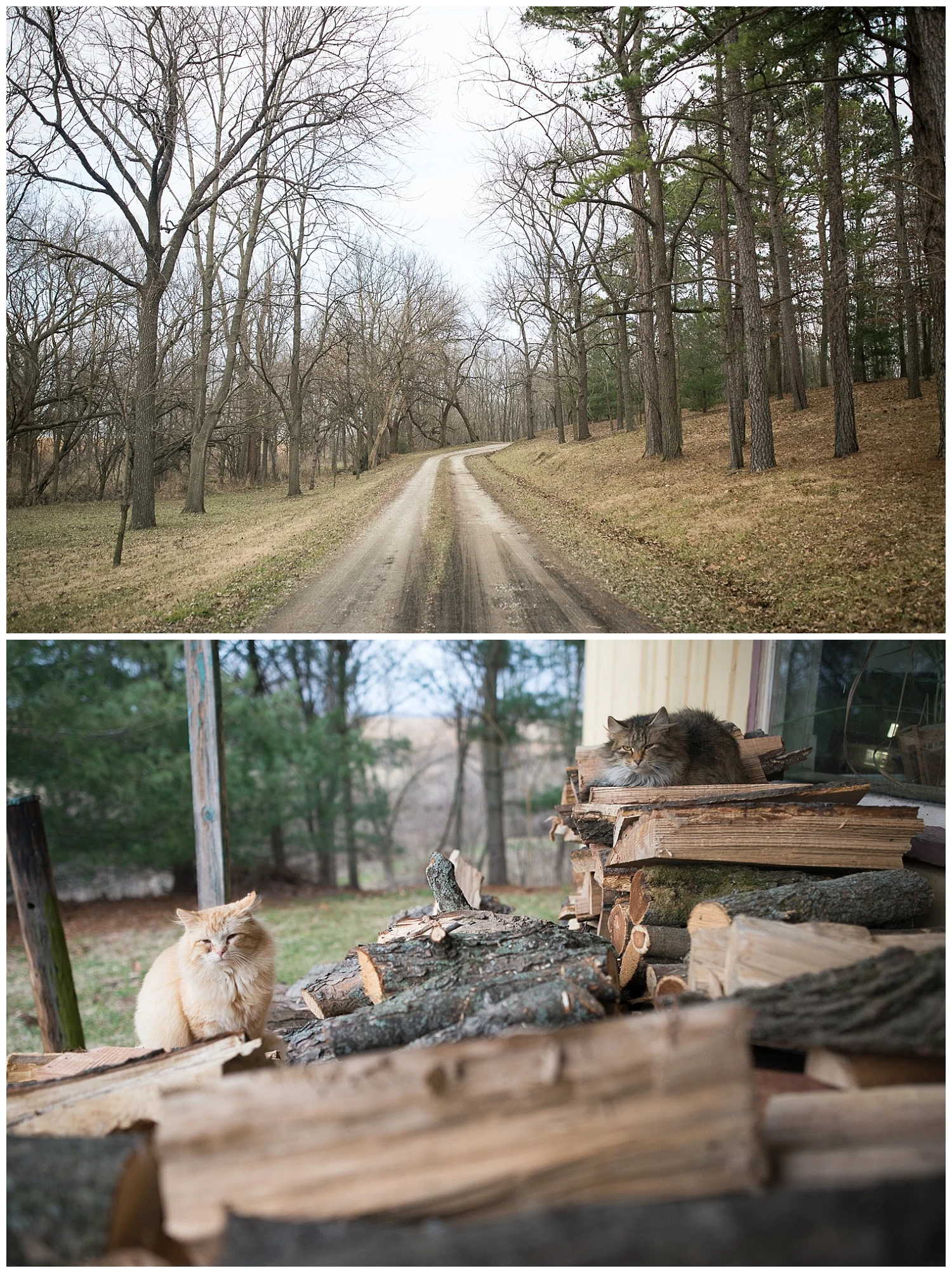 The lane leading to the Gould compound. I bet it's lovely in the spring when the grass turns green. Cats hanging out on the wood pile outside of the woodshop.