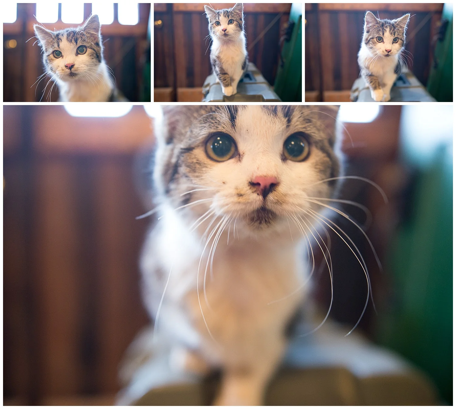 Precious, the shop cat. And clearly the cream of the cat crop as she's the only one of many who gets the pleasure of being inside. She got a bit of a girl crush on Tytia while we were there.