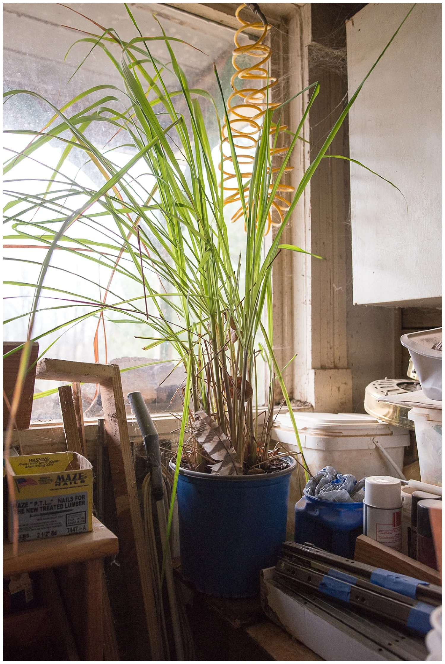 Josephine's lemongrass. She wasn't around for us to get a picture of, so this will have to serve as her proxy. 