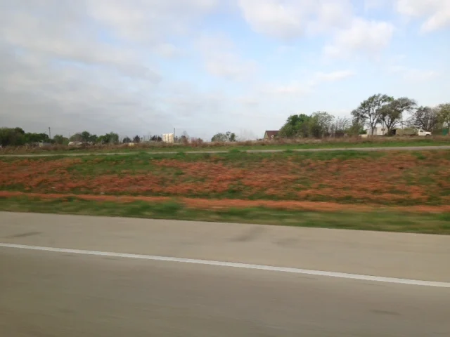 Orange roadside wildflowers as seen from the moving car. These paired with the just beginning to bloom state flower - the bluebonnet - made for a very lovely drive. Mary did a little research and we're guessing this flower is Indian Paintbrush. This area is in Hardiness Zones 8a and 8b and I remember reading about "Indian Paintbrush" a long time ago in a seed catalog. Very cool to see it in person. 