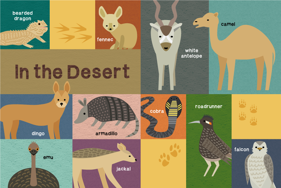 book_first animal_amy mullen 1.png