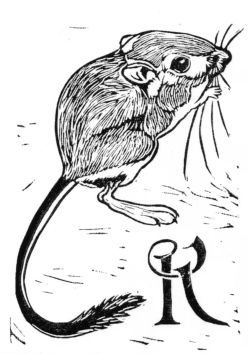 Kangaroo rat