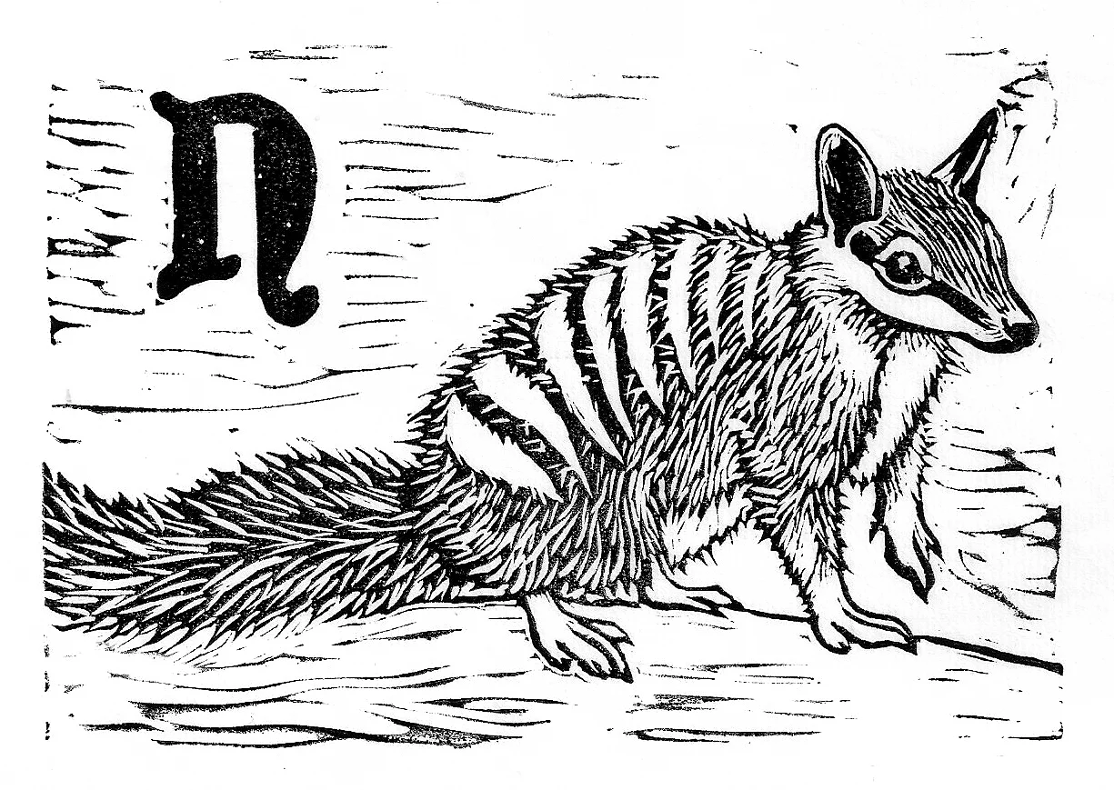 Numbat
