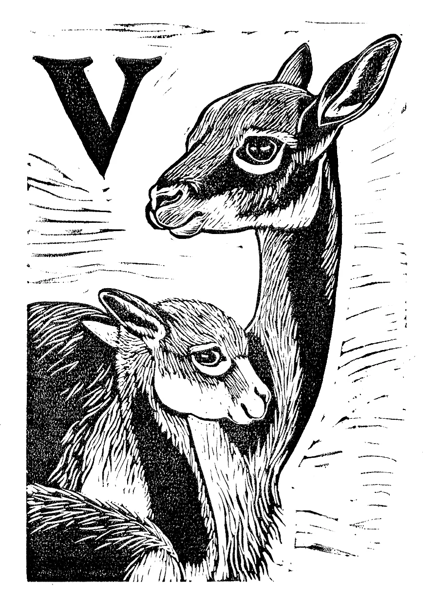 Vicuna