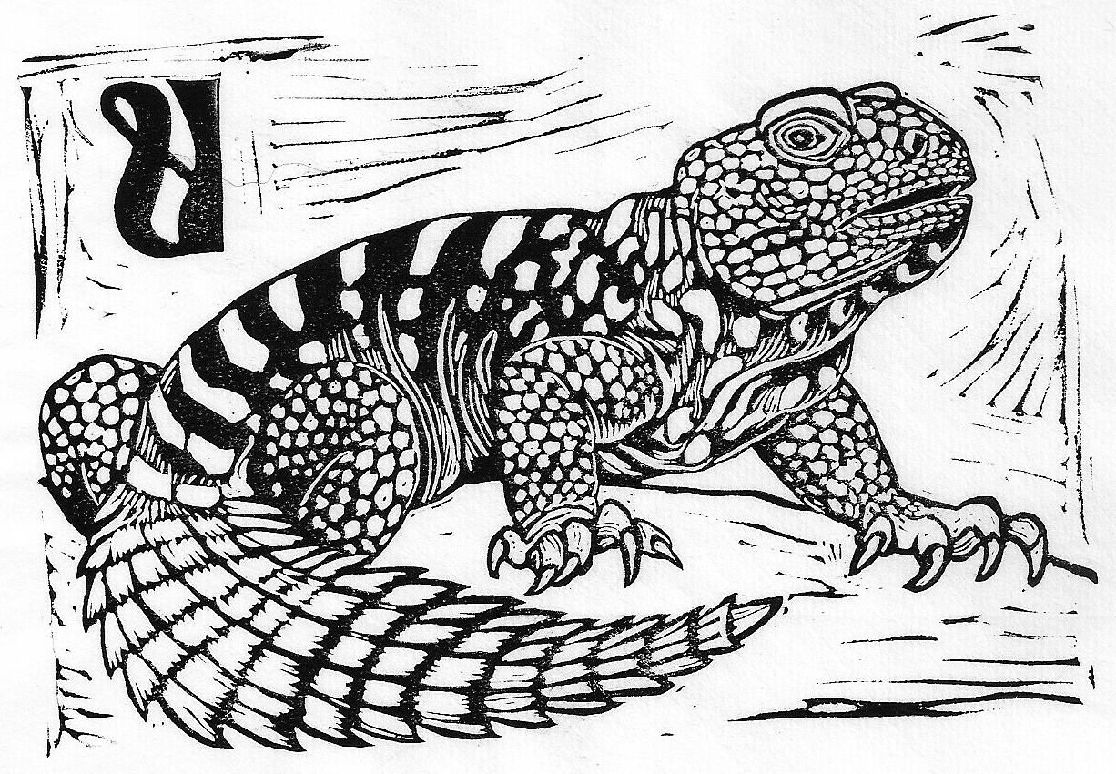 Uromastyx