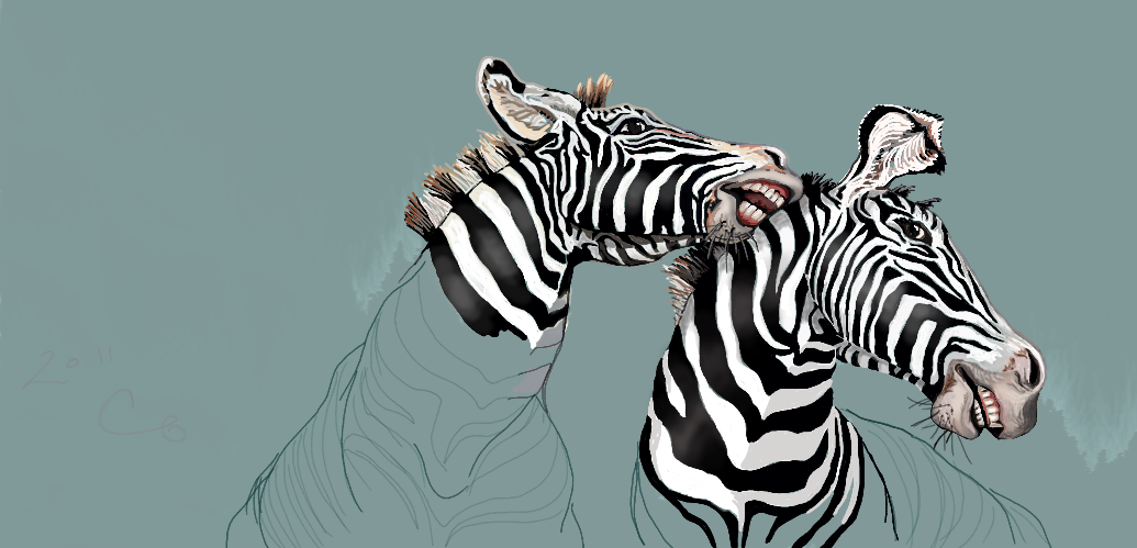 Zebra sketch