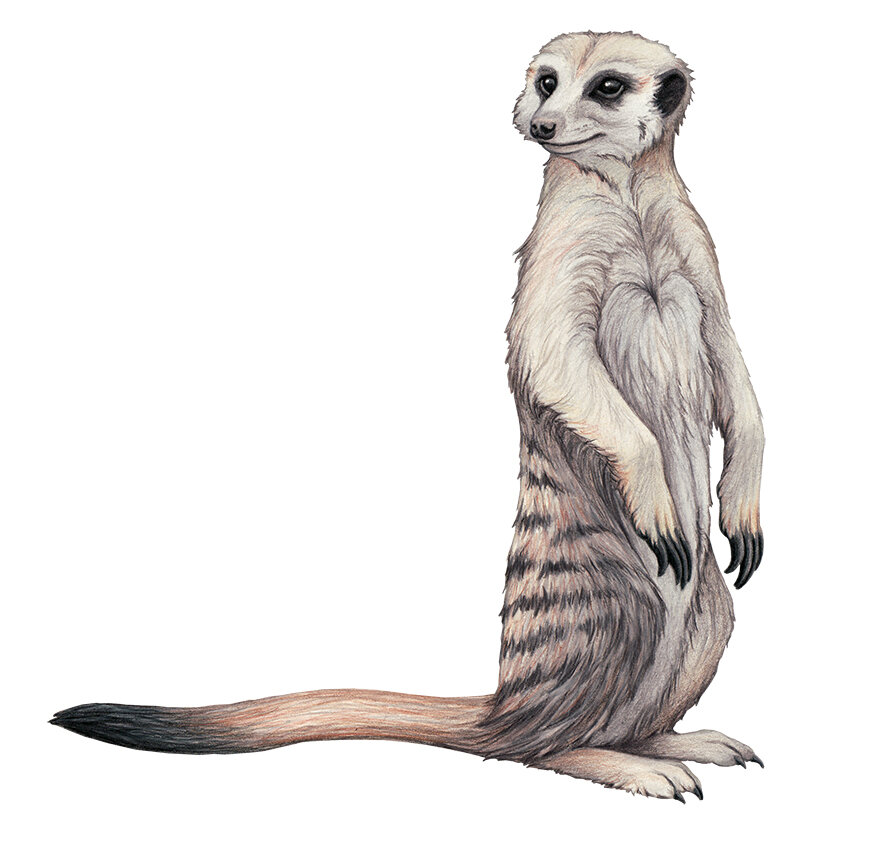 meerkat with tail change2.jpg