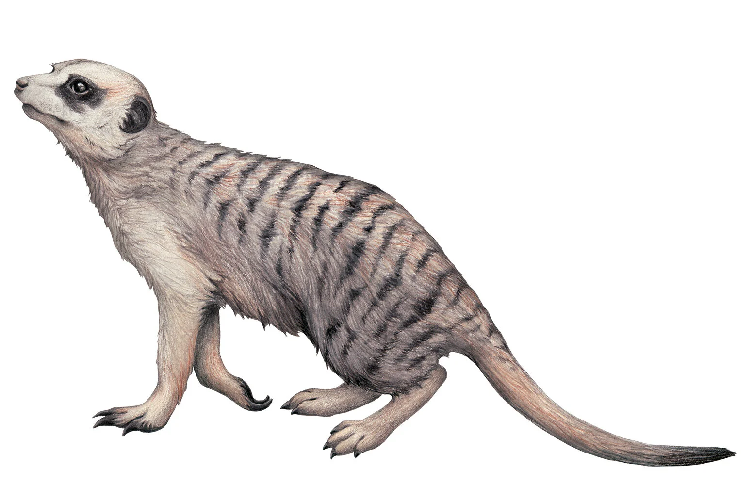 meerkat#4.jpg