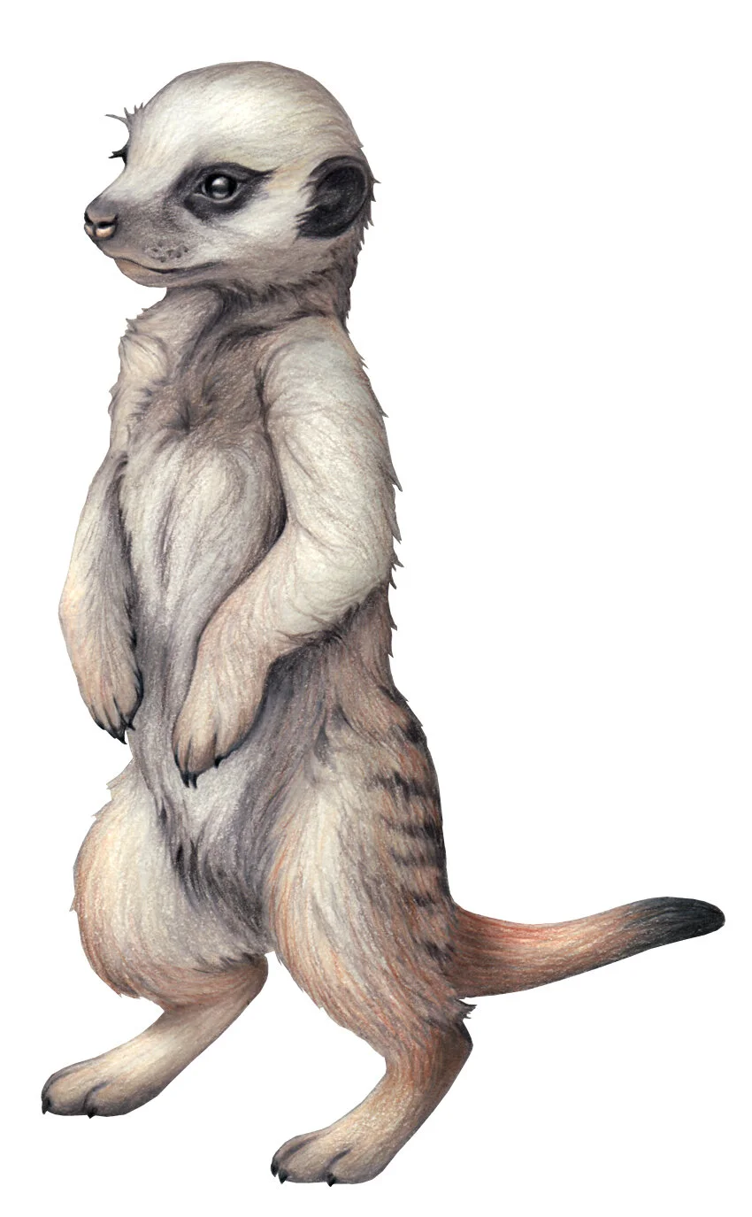 meerkat3.jpg