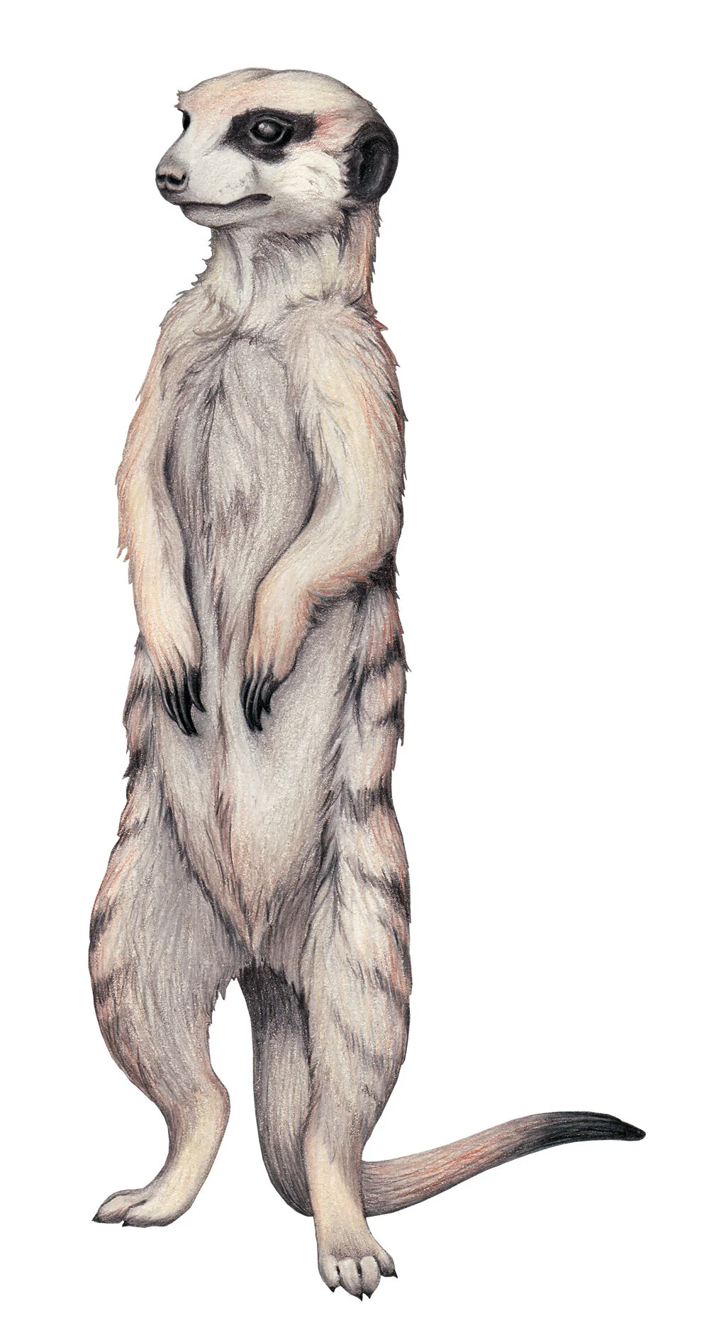 meerkat#5.jpg