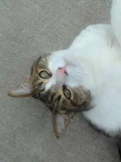 Sweet Ginger Kitty is our love bug. 