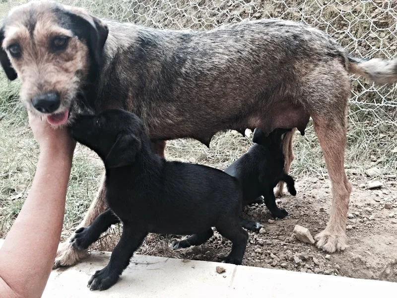      

 
    UPDATE: Mama &amp; Puppies Are Safe and Sound   Mama and the puppies we picked up from the   construction site on Saturday   are doing well adjusting to life at the shelter.&nbsp; 
 






















    



























