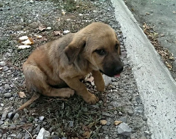      

 
    One Facebook Post Away From Safety   On Sunday, September 20 Vlada Provotorova, co-founder and shelter director of Sochi Dogs saved Layla from the side of a road.  A call went out on the Facebook - someone had seen a puppy sitting by its