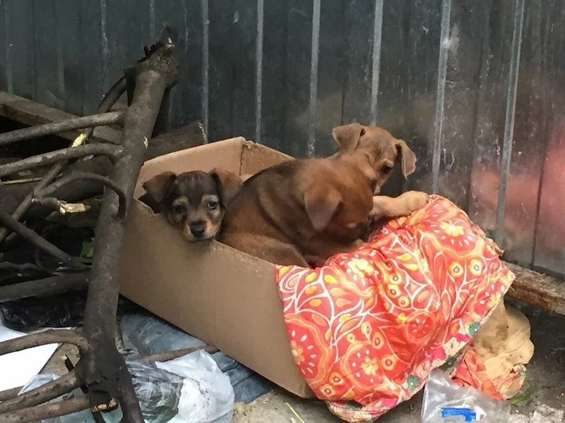      

 
   Rescued Today!&nbsp; 
 






















          

 
   When seeing Sochi Dogs so well adjusted in the shelter or in their new homes it can be hard to imagine that they were once out on the streets. &nbsp;  Because rescues happen q