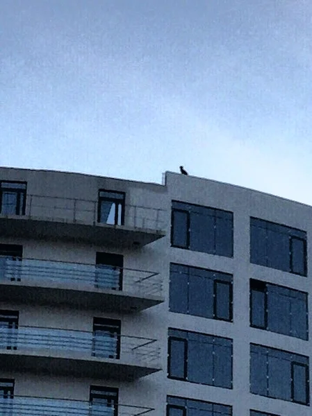      

 
   Rescued From The Roof  Richie, our newest shelter resident was rescued from the roof of this newly constructed building. &nbsp;People in the neighborhood had seen him on the top of the building for several days.&nbsp;Since the building is