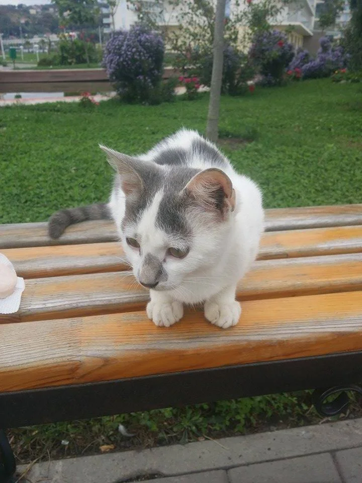      

 
   Our organization is focused on helping stray dogs in Sochi but sometimes we get the opportunity to help rescue one of Sochi's many stray cats. To celebrate National Cat Day we'd like to share one of those stories.&nbsp;  One evening a rec