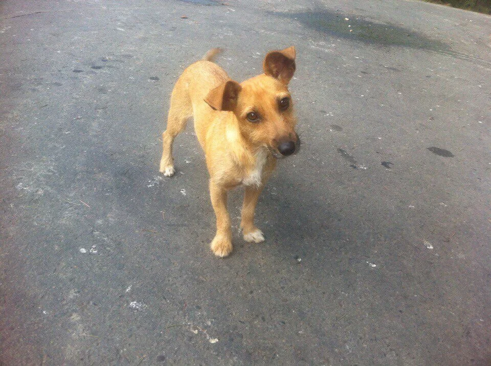      

 
   HUGE NEWS: We Found Mom&nbsp;  About two weeks ago we  showed you this video of 3 puppies we found sitting in a cardboard box.&nbsp;  
 






















       &lt;/iframe&gt;"        

 
    We've been checking the site periodicall