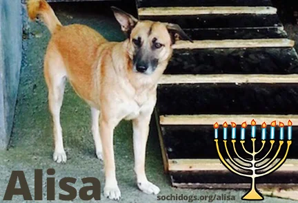      

 
   Happy Chanukah&nbsp;  Over the eight days of Chanukah we shared eight of our favorite Sochi Dogs that have been at the shelter for over a year. They are all loving, kind and social dogs ad we can't wait to find the perfect homes for them!