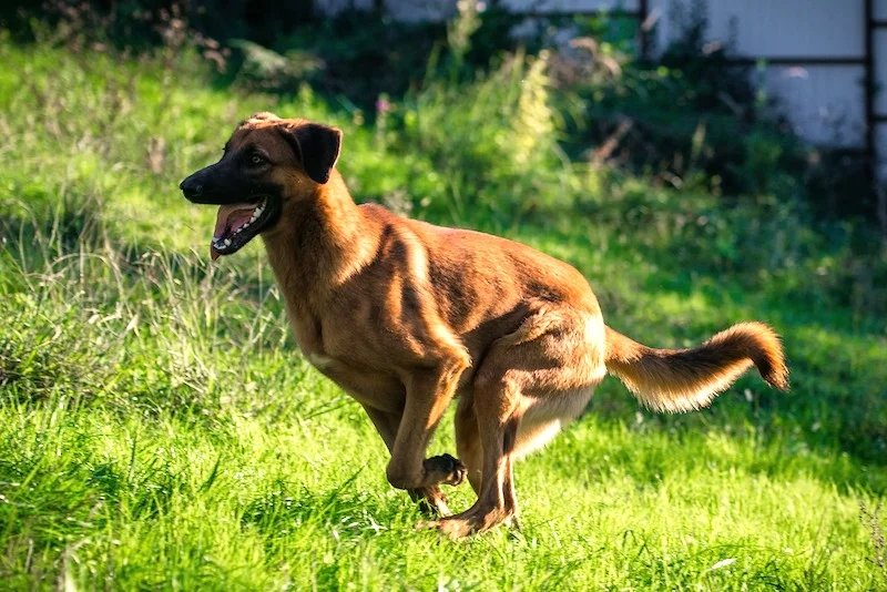      

 
    Sochi Dogs is looking for a super-star intern to join our team.    Get experience in digital communications while making an impact helping stray dogs on a flexible schedule.&nbsp;  Sochi Dogs is a trailblazing start-up non-profit organiz