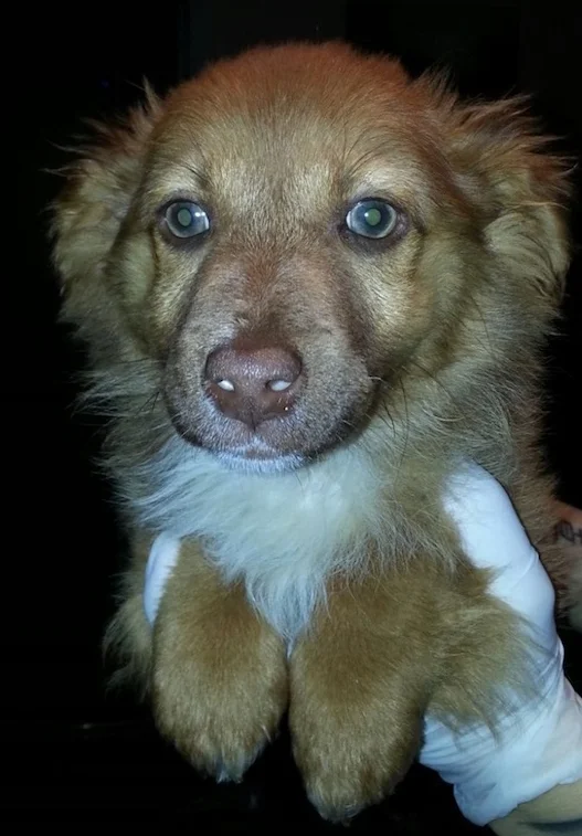      

 
   It's a Lucky Day...  It's a lucky day for one lucky dog. This little puppy was hungry and frightened running through cars in a parking lot by a shopping center. He happened to catch the eye of our shelter director Vlada Provotorova. With 