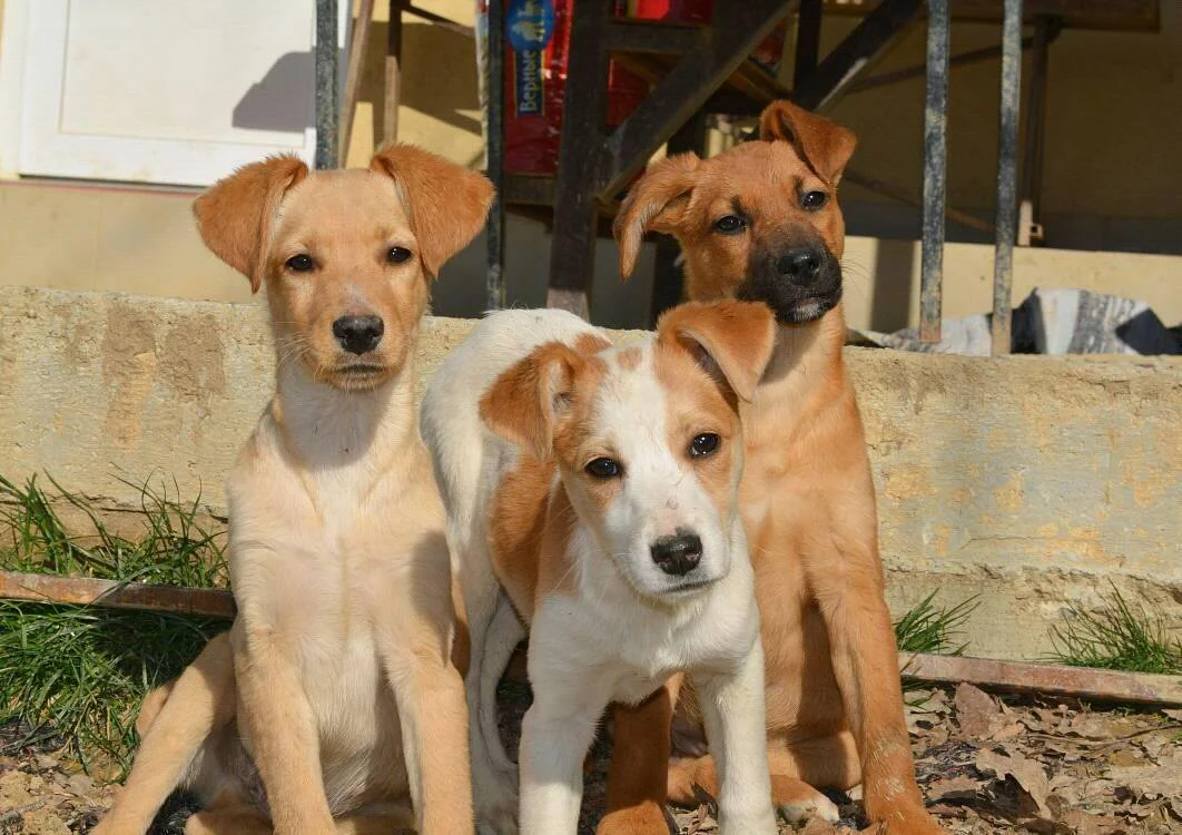      

 
    75 Days Later...&nbsp;   What a difference a couple months makes! We found Eric, Charlotte, and Moon sitting in a broken cooler at the beginning of December. We took them into a foster home before they were vaccinated and here they are t