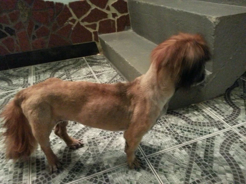      

 
   In Memory of Helen  Helen came to us last year as a blind senior who was tossed out on to the street. The past year Helen spent her days in a foster home receiving the love and attention that she deserves. Last week Helen had a stoke that