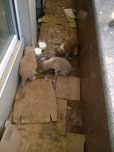      

 
   Two Sisters, Five Puppies, and Mom   Two days ago we were alerted that this Mama and her puppies were living in an alley way between two buildings. Our shelter director, Vlada jumped into action to try to save the family. From the picture