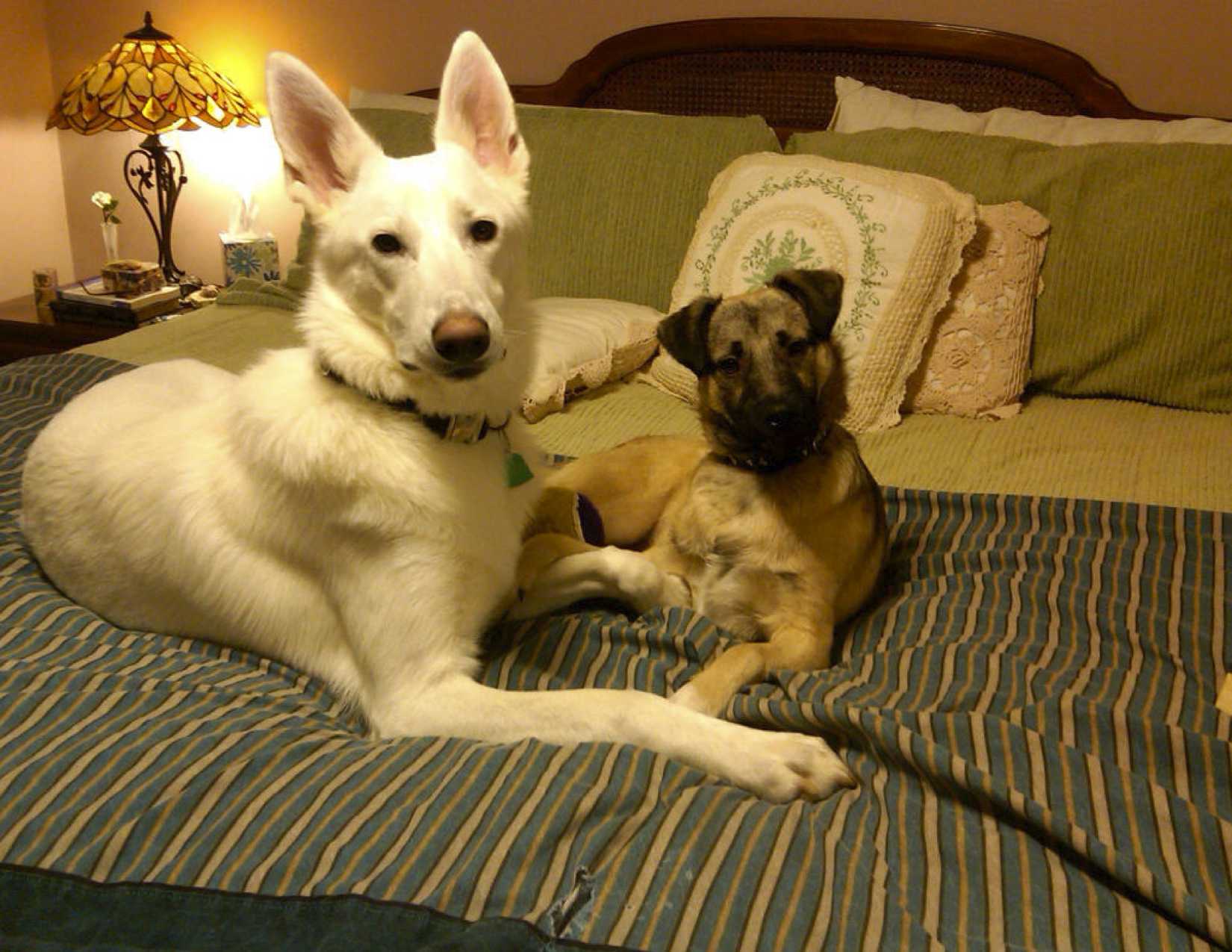 jasper&benny.jpg