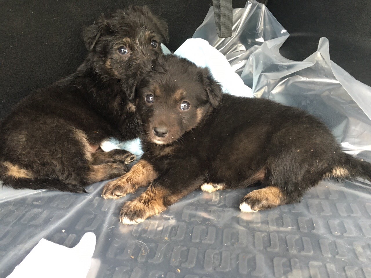      

 
   A Mother's Day Rescue 
 






















     
.div_donate{
  background:    #ffbf88;
  padding:5px;
  border-radius: 15px;

}
  .button_donate {

background:    #f58320;
border:        0px solid #ccc;
border-radius: 999px;
   lette