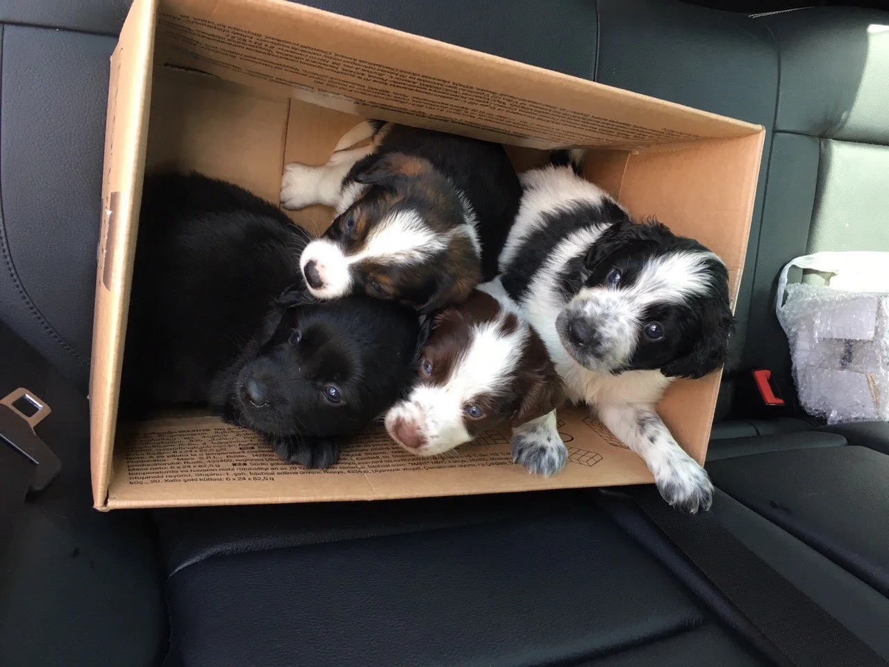      

 
    Could You Say No? &nbsp;   We couldn't say no to this litter of puppies living on the street. When they we're found on June 3 they were less than a month old. Like some many puppies, we suspect this littler was born to a family pet. They