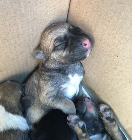      

 
   These puppies haven't opened their eyes yet and they were left to starve at a bus stop in Sochi.&nbsp;Мария Плотникова&nbsp;and Vladislava Provotorova has been working around the clock to bottle-feed them. If you can, please support our e