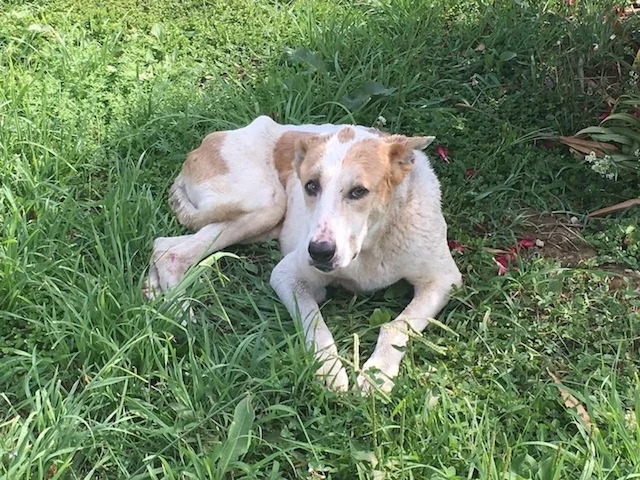      

 
    They Couldn't &nbsp;Believe He Was Still Alive.   Our shelter director Vlada and long time volunteer Valentina we're driving to pick up dog food when Vlada thought she saw something in the bushes. They stopped and found what looked like 