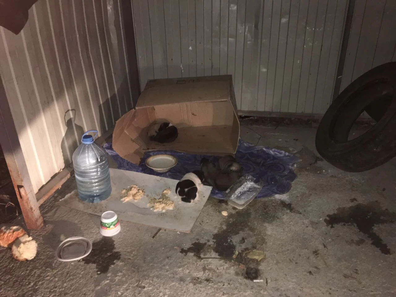      

 
   These puppies were dumped by a trash receptacle when they were just a few days old.&nbsp; 
 






















      









































 

  
  
     

      

      
         
          
        
        

    