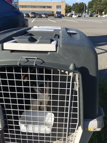      

 
    You might remember this summer the team at Sochi Dogs-West in Morristown, NJ was confronted with an ever increasing number of dog crates. As more dogs arrived to their forever home, the crates kept piling up.&nbsp; 
 



















