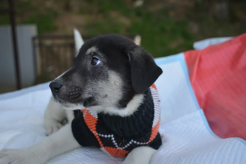 sochi dogs.jpg